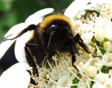 Bumble-bee (Bombus)
