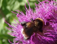Bumble-bee (Bombus)