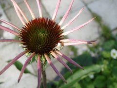 Goldenrod crab spider (Misumena vatia)