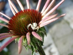 Goldenrod crab spider (Misumena vatia)