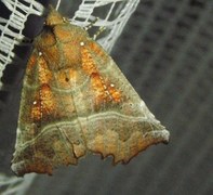 The Herald (Scoliopteryx libatrix)