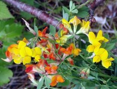 Tiriltunge (Lotus corniculatus)