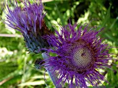 Åkertistel (Cirsium arvense)