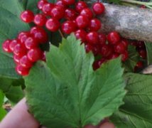 Korsved (Viburnum opulus)