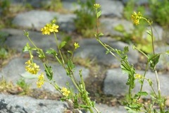 Creeping Buttercup (Ranunculus repens)