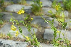 Krypsoleie (Ranunculus repens)