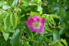 Roseslekta (Rosa)