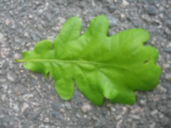 Eik (Quercus sp.)