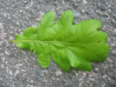 Oak (Quercus sp.)
