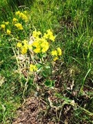 Winter-cress (Barbarea vulgaris)