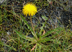 Fjelløvetann-gruppa (Taraxacum)