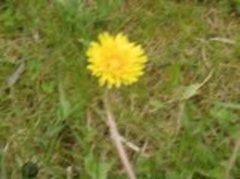 Hornløvetann (Taraxacum cornutum)