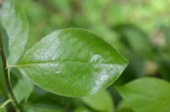 Selje (Salix caprea)