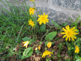 Haredylle (Sonchus oleraceus)