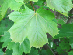 Spisslønn (Acer platanoides)