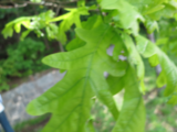 Sommereik (Quercus robur)