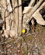 Hestehov (Tussilago farfara)