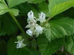 Teiebær (Rubus saxatilis)