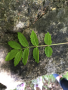 Rogn (Sorbus aucuparia)