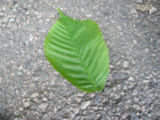 Alm (Ulmus glabra)