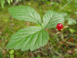 Teiebær (Rubus saxatilis)