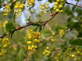 Berberis (Berberis vulgaris)