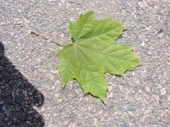 Asklønn (Acer negundo)
