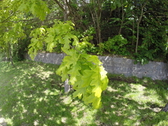 Eik (Quercus sp.)