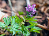 Hul-lerkespore (Corydalis cava)