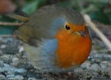 Rødstrupe (Erithacus rubecula)