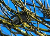 Spurvehauk (Accipiter nisus)