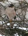 Spurvehauk (Accipiter nisus)