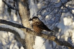 Nutcracker (Nucifraga caryocatactes)