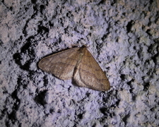 Dotted Border (Agriopis marginaria)