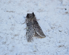 Yellow Horned (Achlya flavicornis)