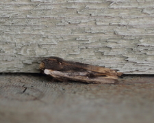 Red Sword-grass (Xylena vetusta)