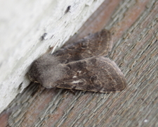 Clouded Drab (Orthosia incerta)