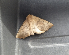 Scalloped Hazel (Odontopera bidentata)