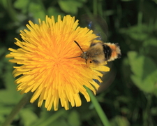 Narrow-bordered Bee Hawk-moth (Hemaris tityus)