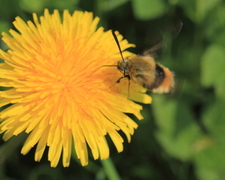 Narrow-bordered Bee Hawk-moth (Hemaris tityus)