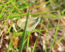 Skoghvitvinge (Leptidea sinapis)