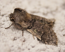 Yellow Horned (Achlya flavicornis)