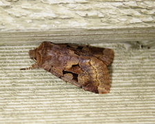 Hebrew Character (Orthosia gothica)