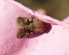 Hebrew Character (Orthosia gothica)