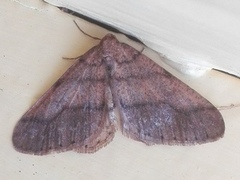 Dotted Border (Agriopis marginaria)