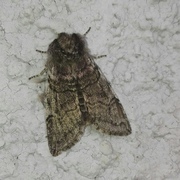 Yellow Horned (Achlya flavicornis)