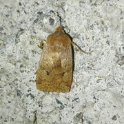 Variabelt flatfly (Conistra vaccinii)