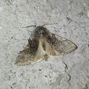Yellow Horned (Achlya flavicornis)