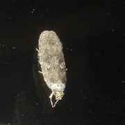 Common Flat-body (Agonopterix heracliana)
