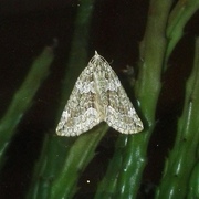 Autumn Green Carpet (Chloroclysta miata)